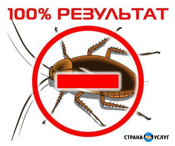Уничтожение тараканов, клопов и др Иркутск - изображение 1