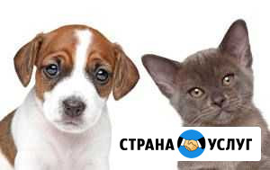 Передержка животных Краснодар - изображение 1