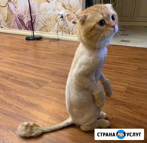 Стрижка, купка Махачкала - изображение 1