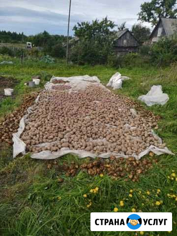 Продам картофель Шарья - изображение 1