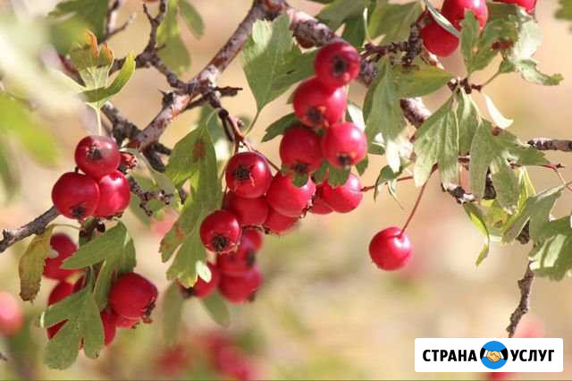 Боярышник Котово - изображение 1