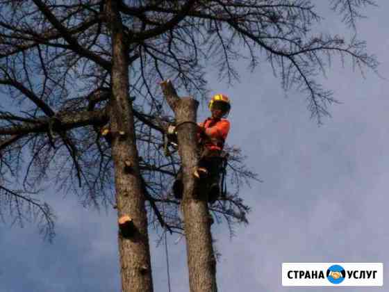 Спил деревьев Вязники