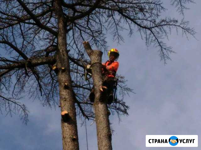 Спил деревьев Вязники - изображение 1
