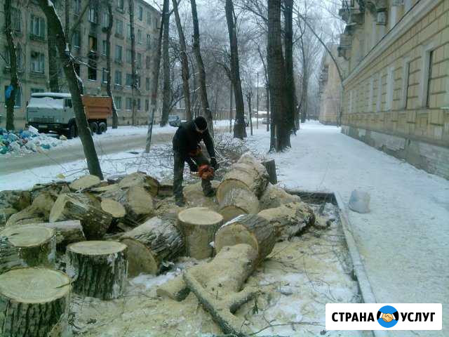 Спил и вывоз деревьев Новошахтинск - изображение 1