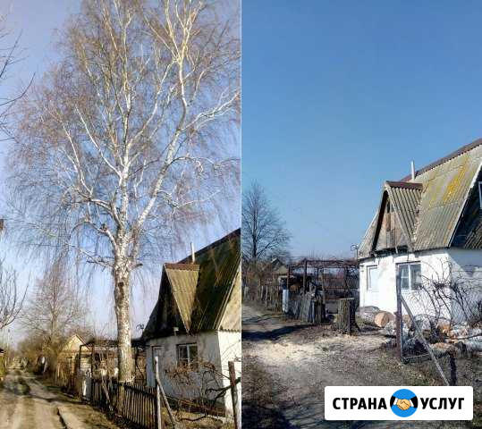 Валка, удаление, обрезка деревьев, арбористика Россошь - изображение 1