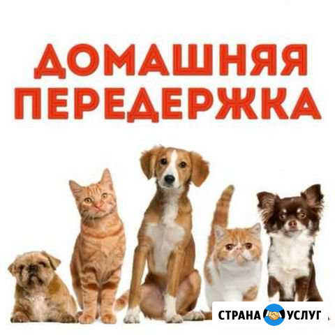 Передержка собак и кошек Орехово-Зуево - изображение 1