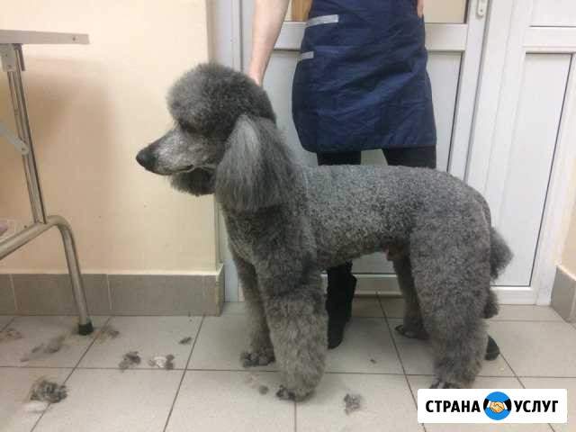 Стрижка собак и кошек Тверь - изображение 1