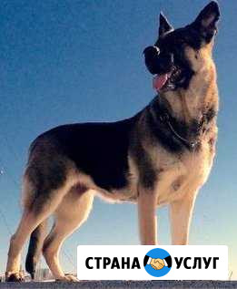 Услуги кинолога по дрессировкам и вязке собак Владивосток - изображение 1