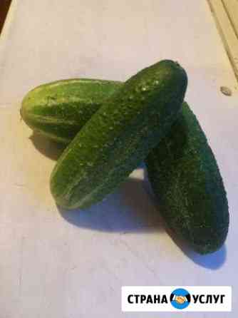 Огурцы домашние Москва