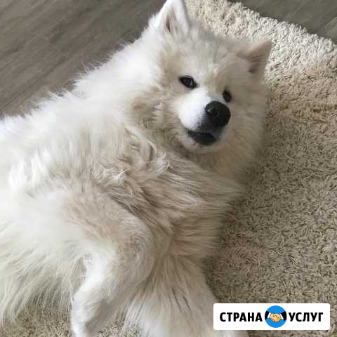 Самец самоеда для случки Белоозёрский - изображение 1