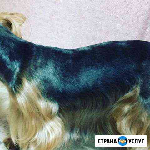 Стрижка собак груминг Ульяновск