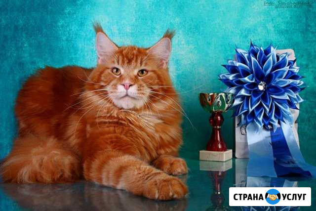 Кот - Чемпион, ищет невесту для вязки Петрозаводск - изображение 1