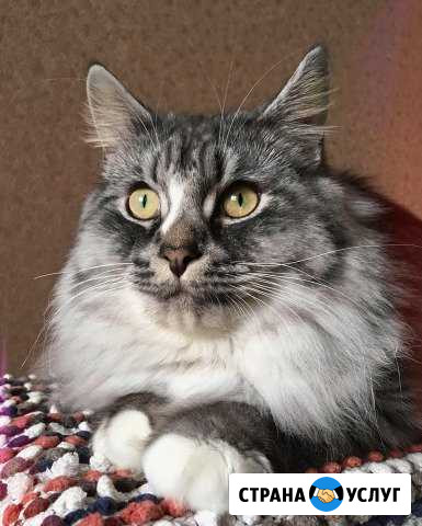 Вязка. Сибирский кот Санкт-Петербург - изображение 1