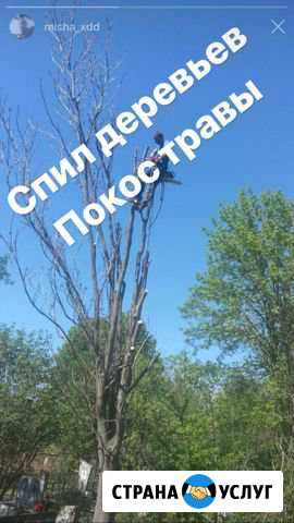 Спил деревьев/покос травы/уборка участков Ростов-на-Дону - изображение 1