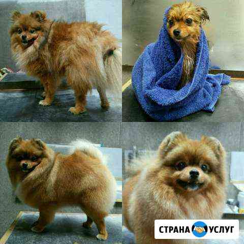 Стрижка и мойка собак Пермь
