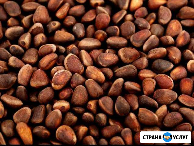Продам кедровый орех Стрежевой - изображение 1