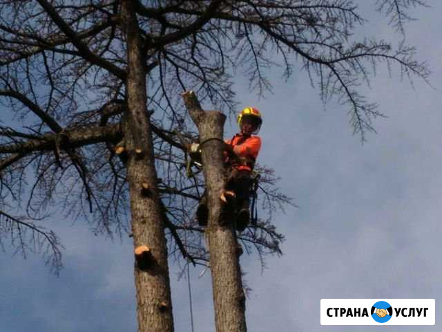 Спил деревьев любой сложности Ровеньки - изображение 1