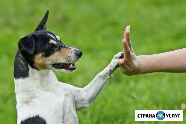 Дрессировка собак Москва - изображение 1
