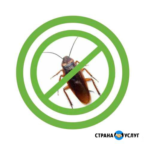 Уничтожение клопов тараканов блох Лобня - изображение 1