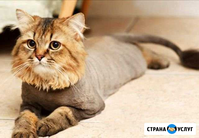 Профессиональная стрижка (груминг) кошек, котов Волжский Волгоградской области - изображение 1