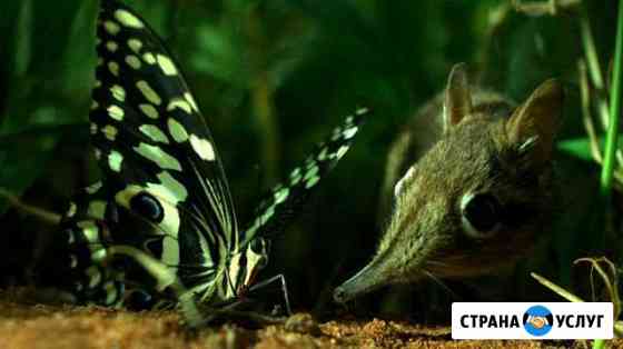 Блохи; Тараканы; Клопы; Клещи; Уничтожение Краснодар