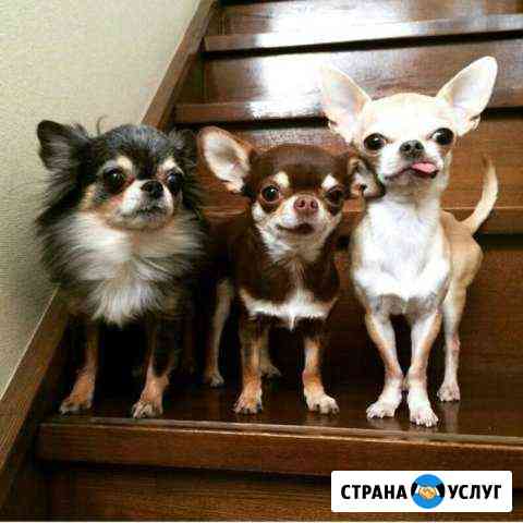 Передержка чихуахуа Москва