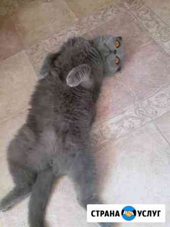 Передержка животных Москва