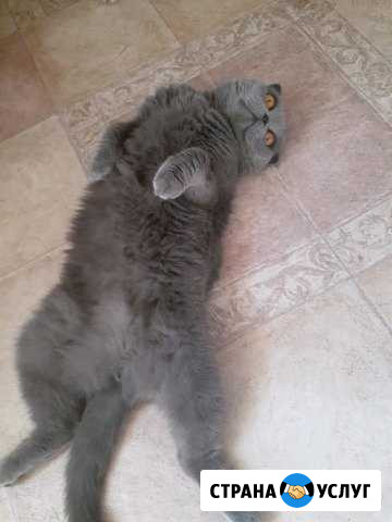 Передержка животных Москва - изображение 1