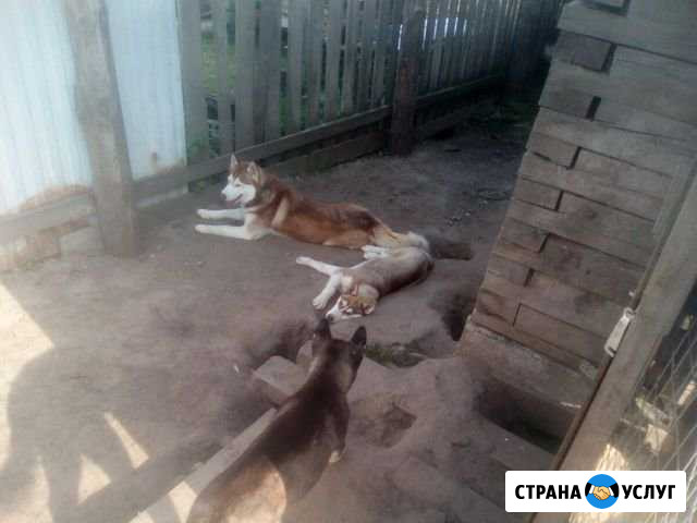 Передержка собак Тюмень - изображение 1