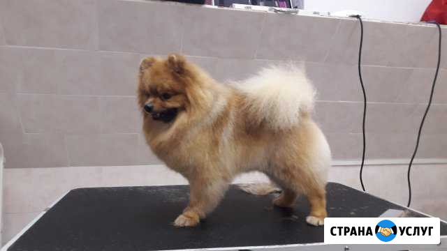 Стрижка собак и кошек (грумминг) Подольск - изображение 1