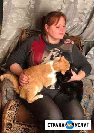 Передержка кошек Пушкино