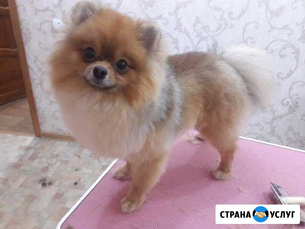 Стрижка животных Набережные Челны - изображение 1
