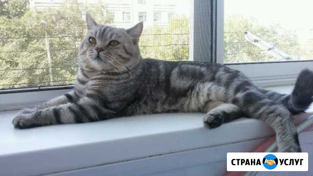 Котик страйт для вязки Благовещенск - изображение 1
