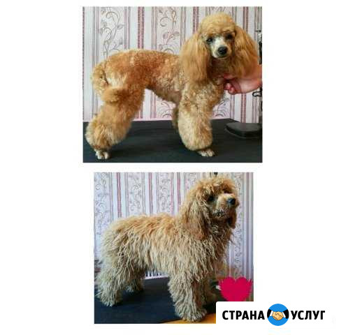 Стрижка собак. Груминг. ювао Москва - изображение 1