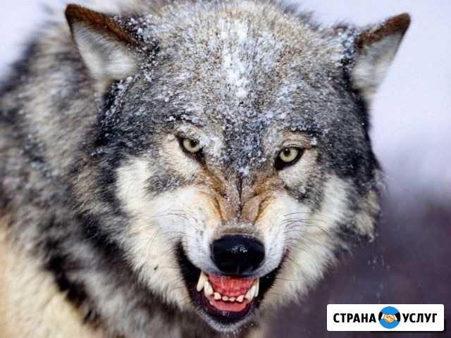 Услуги охраны Северодвинск - изображение 1