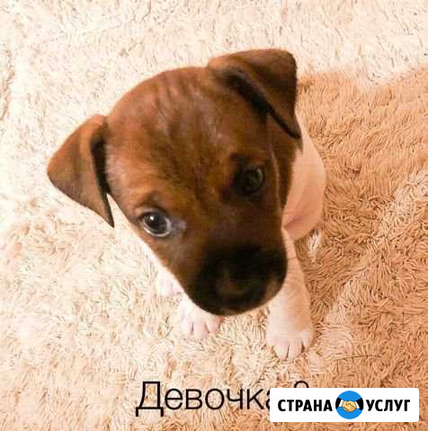 Щенки Джек Рассел терьер. Поторопитесь Дубна - изображение 1
