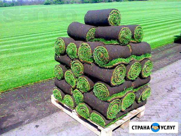 Укладка Рулонного газона Березники - изображение 1