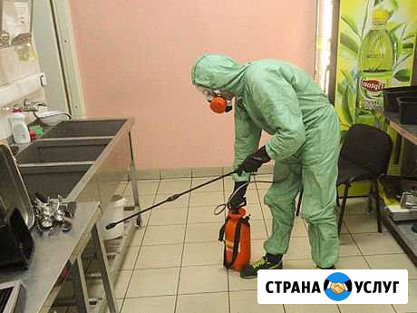 Полное уничтожение насекомых и грызунов Сатинка - изображение 1