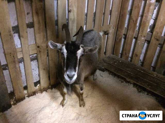 Передержка. Козы, собаки, кошки Солнечногорск - изображение 1