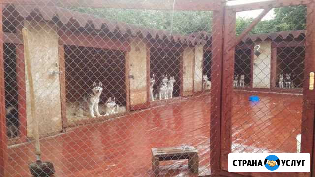 Передержка собак Рязань - изображение 1
