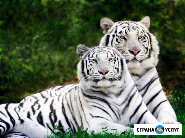 Сад и благоустройства Кисловодск - изображение 1