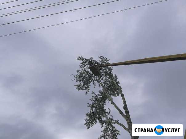 Валка и опиловка деревьев кустов Соликамск - изображение 1