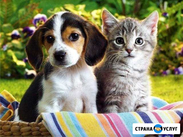 Передержка животных Армавир - изображение 1
