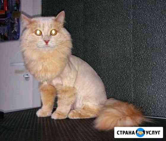 Стрижка кошек и котов на дому. Груминг Красноярск