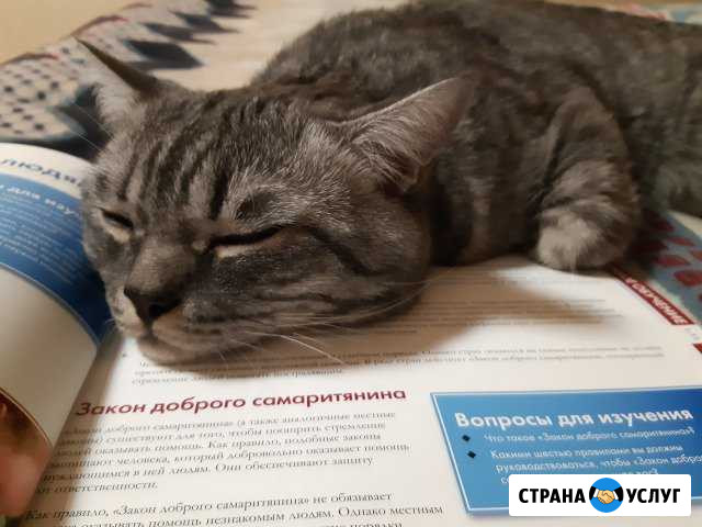 Передержка котов Норильск - изображение 1