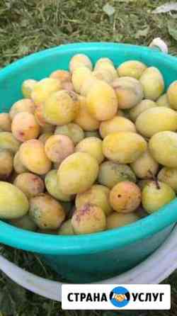 Овощи и фрукты со своего огорода Москва