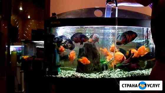 Обслуживание и чистка аквариумов Санкт-Петербург