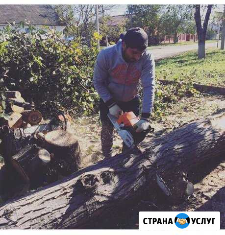 Спил деревьев Майкоп - изображение 1