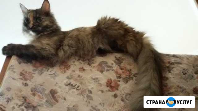 Передержка кошек и собак Реутов - изображение 1
