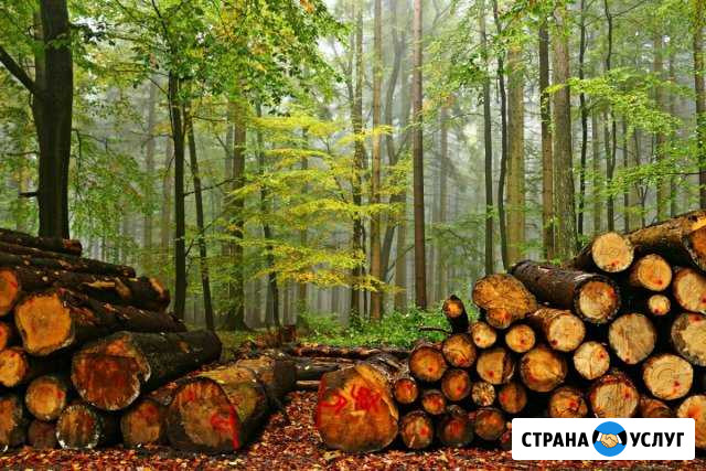 Спил деревьев Ставрополь - изображение 1